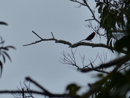 Northern Cardinal